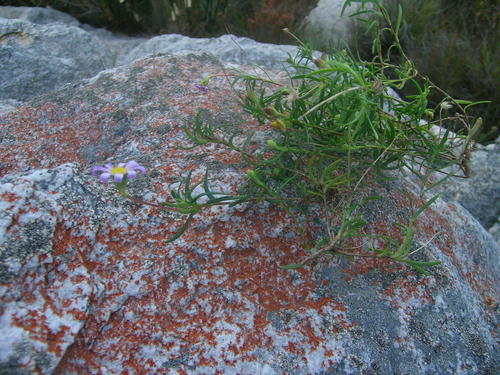 Langeberg Felicia (Felicia comptonii)