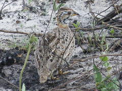 Campocolinus coqui coqui