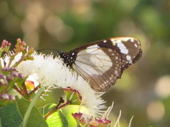 Amauris ochlea ochlea