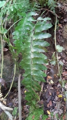 Hymenasplenium obscurum