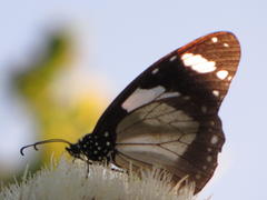 Amauris ochlea ochlea