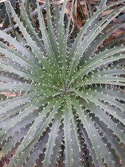 Hechtia argentea
