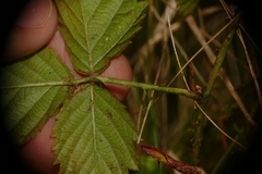 Rubus heterophyllus