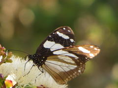 Amauris ochlea ochlea