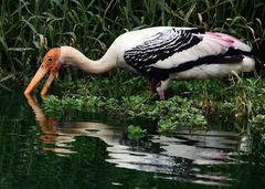 Mycteria leucocephala