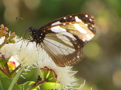 Amauris ochlea ochlea