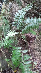 Hymenasplenium obscurum
