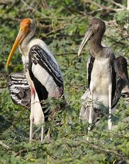 Mycteria leucocephala