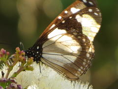 Amauris ochlea ochlea