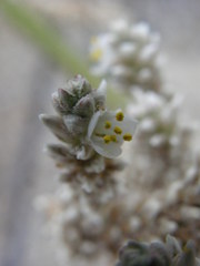 Hechtia argentea