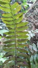 Hymenasplenium obscurum