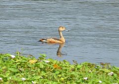 Dendrocygna javanica