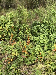 Alkekengi officinarum