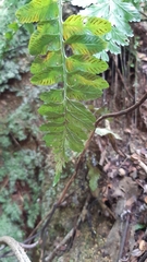 Hymenasplenium obscurum