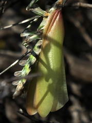 Empusa binotata