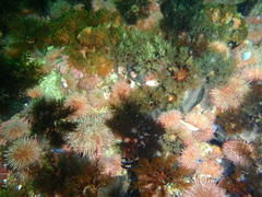 Pentacta doliolum