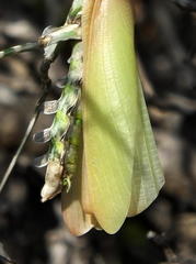 Empusa binotata