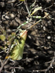 Empusa binotata