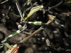 Empusa binotata