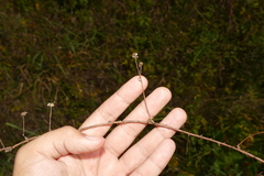 Rubus heterophyllus