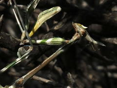 Empusa binotata