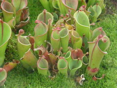 Heliamphora