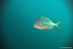 Chrysoblephus puniceus