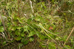 Rubus heterophyllus