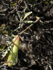 Empusa binotata