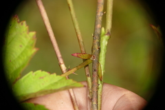Rubus heterophyllus