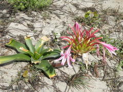 Crinum stuhlmannii delagoense