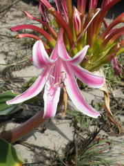 Crinum stuhlmannii delagoense