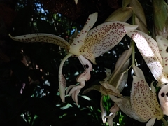 Stanhopea dodsoniana