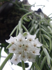 Hoya