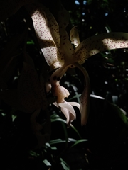 Stanhopea dodsoniana