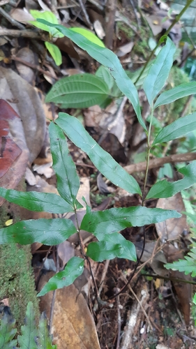 Lindsaea ensifolia image