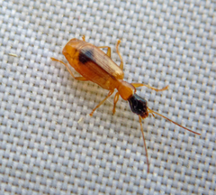 Demetrias monostigma