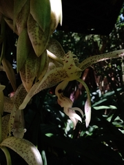 Stanhopea dodsoniana