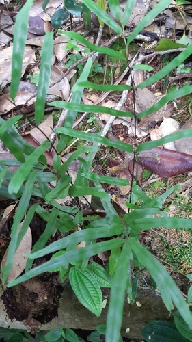 Lindsaea ensifolia image