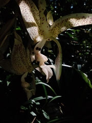 Stanhopea dodsoniana