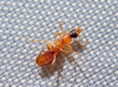 Demetrias imperialis