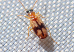 Demetrias imperialis