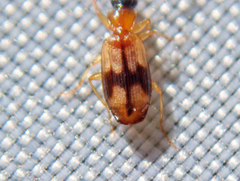 Demetrias imperialis