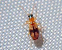 Demetrias imperialis