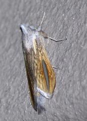 Cucullia hutchinsoni