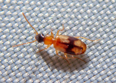 Demetrias imperialis