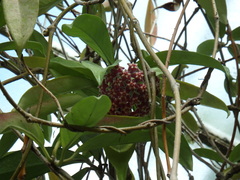 Hoya