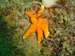 Fromia schultzei