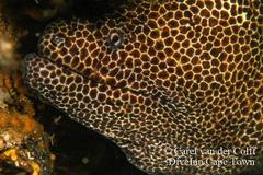 Gymnothorax favagineus