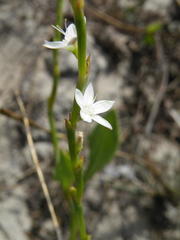 Oxygonum dregeanum